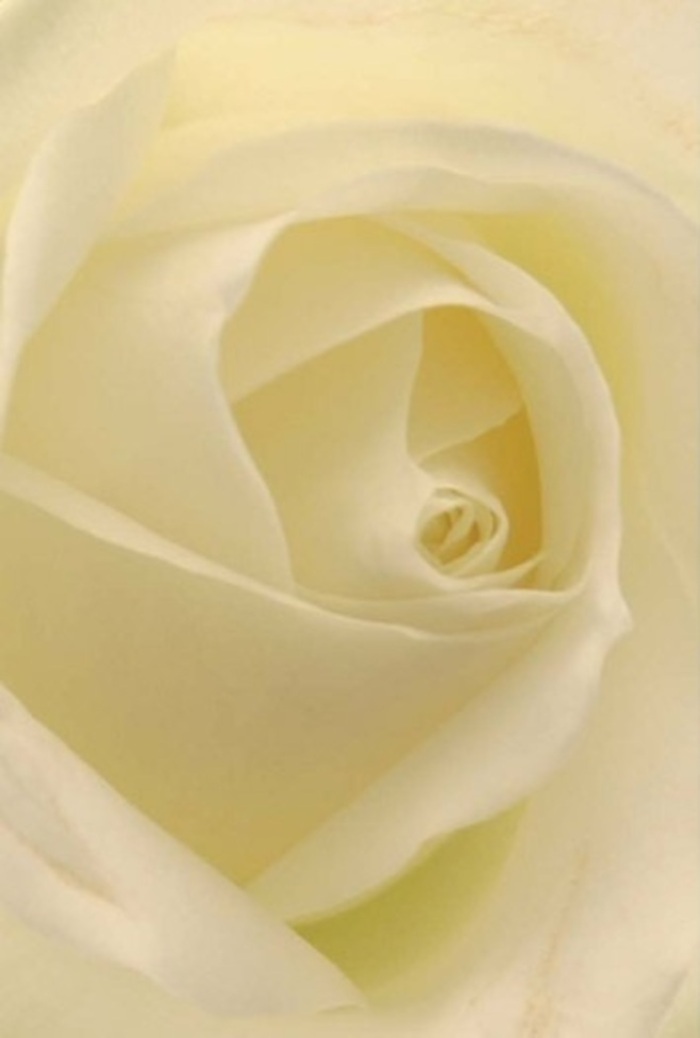 Viewing this classic white rose at close range, the soft interplay of creamy hues and gracefully layered petals evokes the peaceful ethos of Petts Wood floral tradition. Every swirl of the bloom's heart feels illuminated from within by the soft, gentle light reminiscent of a bright morning near Willett Recreation Ground. The textures suggest a blend of matte softness and subtle luster, inviting your fingertips to trace their natural curves. Wise and unbroken, the spiral of petals symbolises both purity and patient resilience, making this rose an ideal ambassador for romantic gestures, sincere apologies, or table settings at elegant local events. Nuanced shadows collect along the petals' edges, bringing a quiet grandeur to the flower and highlighting the craftsmanship of Petts Wood's talented florists. The overall effect is one of understated dignity and unspoken care. The imagined, gentle fragrance is almost cleansing-perfect for conveying exactly the right emotion, whether sent to a home on Tudor Way or carried into a moment of personal reflection.